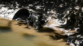 Reptiles en la urbe: la convivencia de cocodrilos y humanos en Panamá