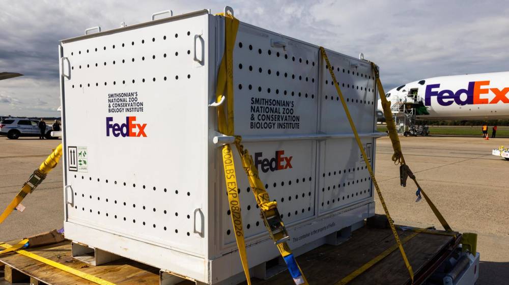 Fotografía de una de las dos cajas que contienen cada una un panda gigante mientras es descargada de un vuelo especial de FedEx llamado 'Panda Express', que llegó desde China al Aeropuerto Dulles en Virginia.