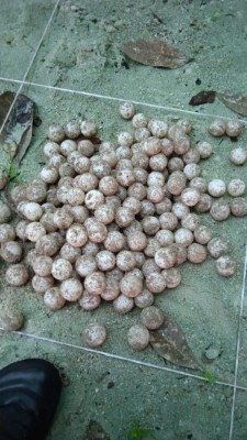 Muchas especies de tortugas marinas se encuentran en peligro de extinción.