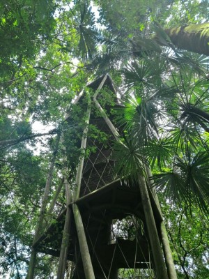 La torre de 32 metros sobre el nivel del bosque