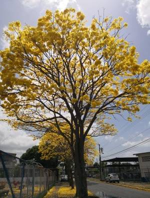 Florecen los robles y guayacanes en Panamá