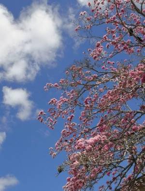 Florecen los robles y guayacanes en Panamá