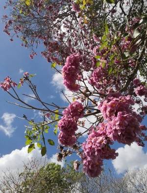 Florecen los robles y guayacanes en Panamá