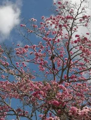 Florecen los robles y guayacanes en Panamá