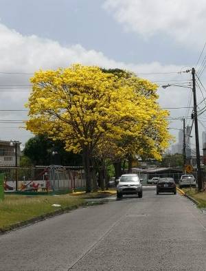 Florecen los robles y guayacanes en Panamá