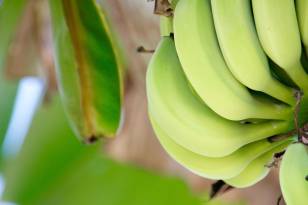 El banano se mantiene como el producto líder en nuestras exportaciones, representando el 14,5% del total.