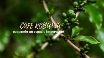 El Café Robusta está ocupando un espacio importante