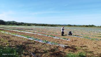 Los cultivos de curcubitáceas como la sandía podrían perjudicarse con el aumento de humedad en la tierra.