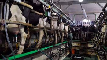 A diciembre de 2023, la producción de leche grado A ascendió a 86.7 millones de litros.