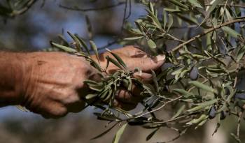 El aceite de oliva extra virgen supone el 73% de esas reservas, con un 68,5% es de origen italiano.