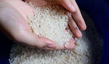 La importación de arroz se hará para garantizar el alimento a los panameños.