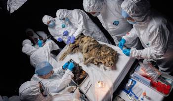 Científicos de la región de Yakutia, en el Lejano Oriente ruso y la más fría de Rusia, practicaron una autopsia a un lobo fósil de más de 44.000 años de antigüedad.