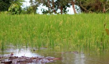 El Instituto de Seguro Agropecuario ha registrado afectaciones en rubros clave, como el arroz y el maíz.