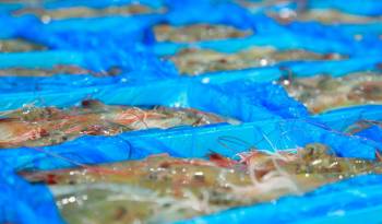 Los productos del mar están teniendo buena aceptación en otros destinos. Los camarones congelados son el segundo rubro de exportación.