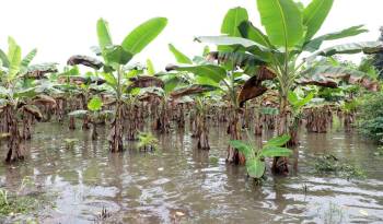 Los técnicos del BDA han reportado que en Paso Canoas las afectaciones por la lluvia se dan en el plátano de consumo nacional.