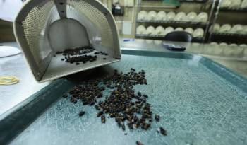 Desde 2006, Panamá cuenta con la planta productora de moscas estériles del Gusano Barrenador del Ganado (GBG).