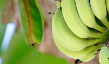 El banano se mantiene como el producto líder en nuestras exportaciones, representando el 14,5% del total.