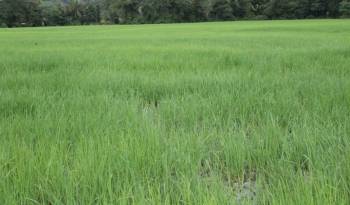 Revisión de los cultivos de arroz afectados por las inundaciones en Veraguas.