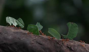 Las hormigas cortadoras de hojas o arrieras son conocidas por su capacidad de causar grandes estragos en los cultivos agrícolas.