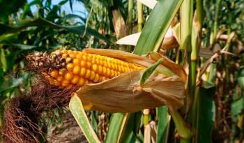 El maíz es un grano que se utiliza tanto para el consumo humano como para la elaboración de alimento animal.