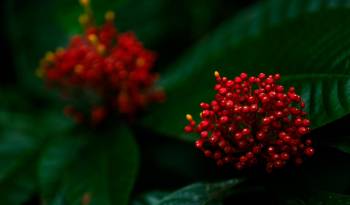 El Parque Nacional Soberanía alberga una diversidad de plantas.