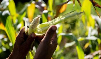 Los pequeños agricultores producen casi la mitad de los alimentos del mundo, aunque también se enfrentan al hambre y la pobreza.