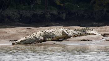 Zoo Aquarium considera que “el cocodrilo es un animal que lleva en la tierra más de 200 millones de años”.