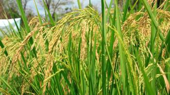 El arroz es el principal grano de consumo en el país.