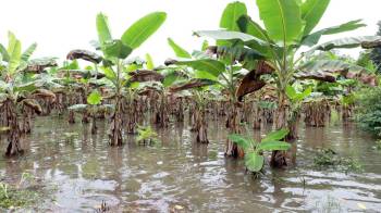 Los técnicos del BDA han reportado que en Paso Canoas las afectaciones por la lluvia se dan en el plátano de consumo nacional.