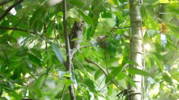 Actualmente se estudia la diversidad de aves en tres niveles altitudinales dentro de la reserva natural.