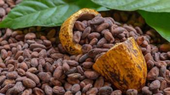 Los estudios ubica al cacao y chocolate panameño entre los once rubros de importancia para el sector agroalimentario nacional y con potencial para exportación, desarrollo e inversión.