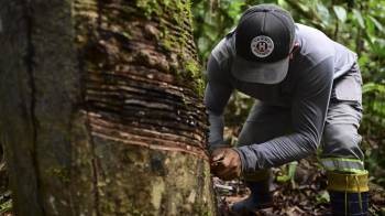 Valcir Rodrigues, de 51 años, extrae caucho de un árbol de hevea cerca de su casa en la ribera del río Anajas.