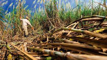 Un jornalero corta caña en un campo de producción del rubro. La caña de azúcar es uno de los principales rubros nacionales que se exportan a otros mercados.