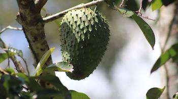 Las guanábanas son uno de los cultivos de la finca agroforestal.