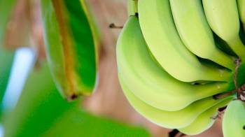 El banano representó el 13.7% del total de las exportaciones de bienes panameños, sin cobre.Pixabay