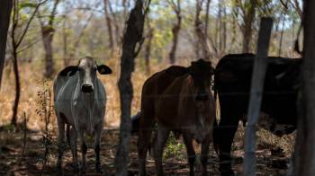 Los productos cárnicos (bovino, porcino, aves de corral y pavo, alimento para peces) se encuentran entre los rubros dentro del conflicto entre Panamá y Costa Rica.