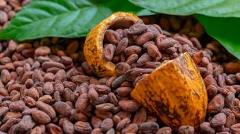 El cacao tanto en grano como en chocolate se perfila entre los productos con gran potencial de exportación al Mercosur.