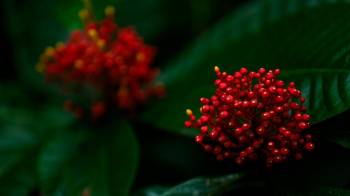 El Parque Nacional Soberanía alberga una diversidad de plantas.