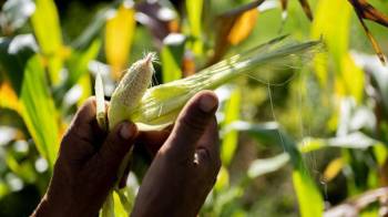 Los pequeños agricultores producen casi la mitad de los alimentos del mundo, aunque también se enfrentan al hambre y la pobreza.