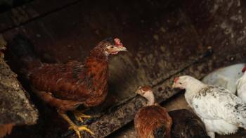 Fotografía de archivo en donde se ven unas gallinas en un corral. EFE/ Rodrigo Sura