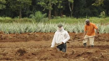 Productores piden que se vea la política agroalimentaria de manera integral.