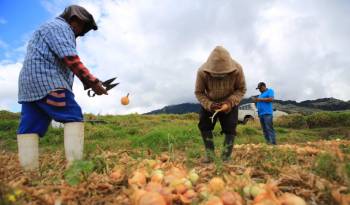 Los productores del país serán entrevistados para el octavo Censo Nacional Agropecuario, que se dará del 1 al 30 de agosto, por el Inec.