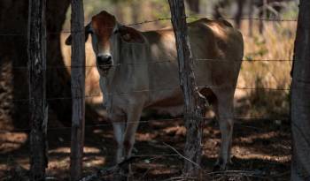 La actividad agropecuaria ha sido una de las más afectadas por el mal tiempo.