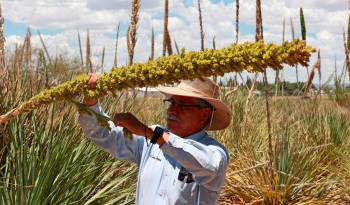 El profesor José Luis Palma, trabaja en los cultivos de sotol de la Facultad de Ciencias Agrícolas y Forestales de la Universidad Autónoma de Chihuahua.