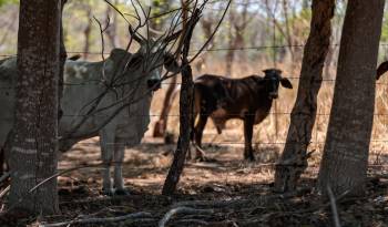 Los microbios se transmiten en el momento en que las vacas consumen agua contaminada.