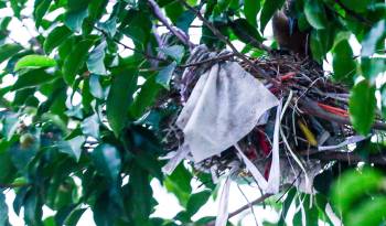 En medio de la ciudad, un ave se vale de fibras sintéticas para construir su nido.