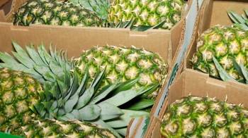 Los productores y empresas nacionales podrán exportar piña producida en Panamá a Nueva Zelanda.