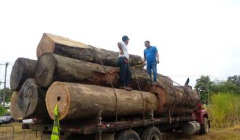 La madera y el camión fueron retenidos pendientes del resultado de la investigación.
