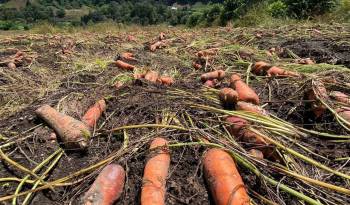 En Volcán hay pérdidas en cultivos de cebolla, papa y hortalizas varias.