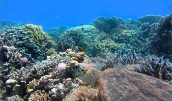 El cambio climático sigue siendo la principal amenaza para los corales que producen arrecifes y está devastando sus sistemas naturales.